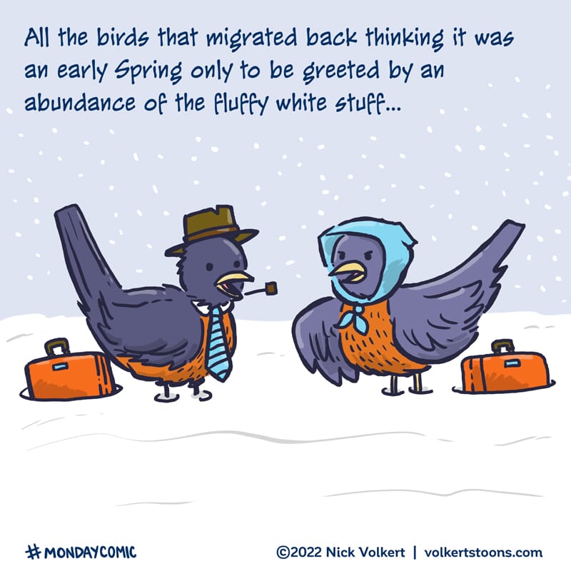 An old bird couple bickers over snow being on the ground after traveling back for the Spring.