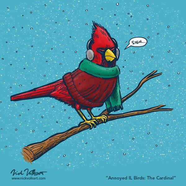 An annoyed male cardinal wearing ear muff, a sweater and a scarf, while perched on a branch surrounded by snow
