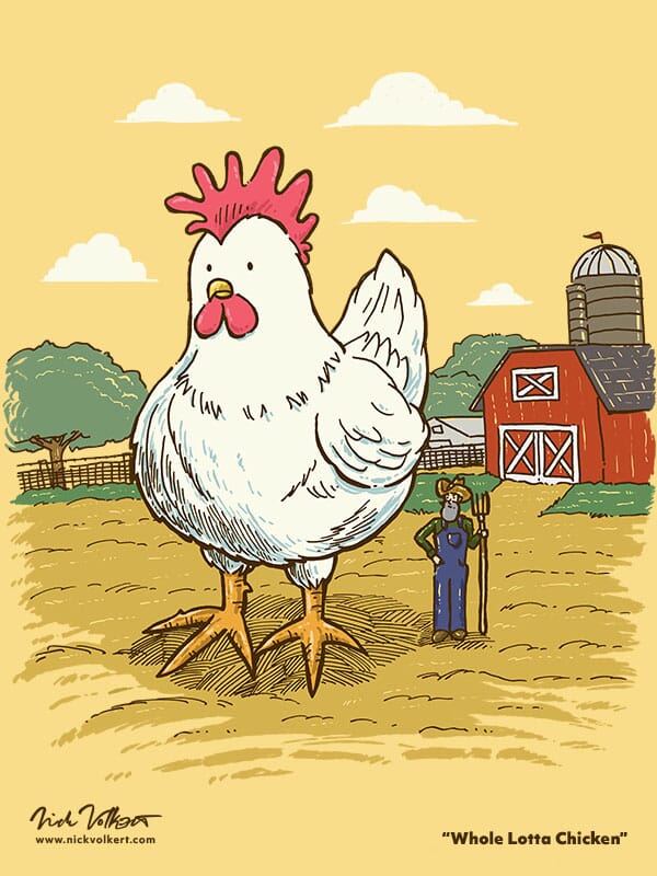 An extremely large chicken stands oblivious to its much smaller farmer owner.